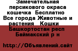 Замечательная персикового окраса кошечка. Бесплатно - Все города Животные и растения » Кошки   . Башкортостан респ.,Баймакский р-н